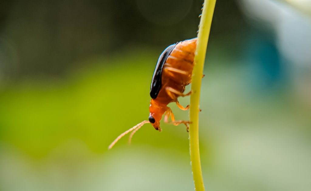 orange and black beetle perched on green stem