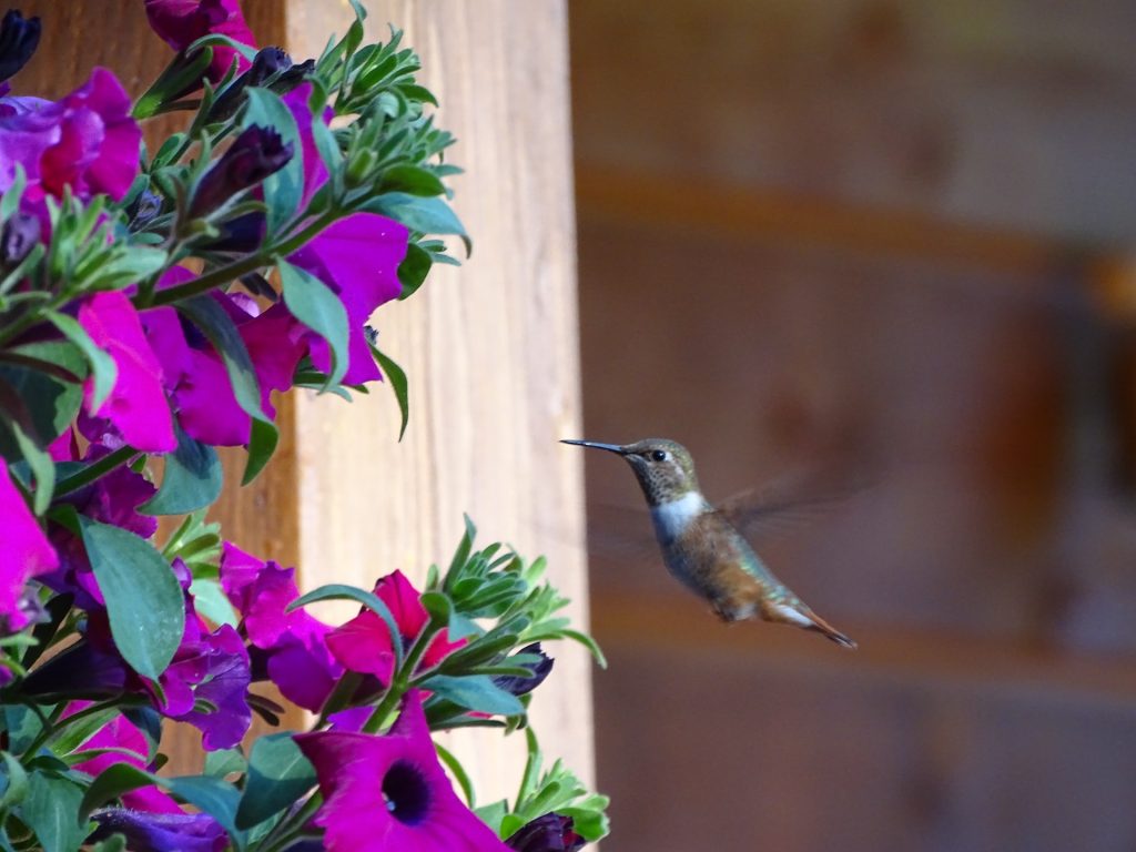 green and brown humming bird flying near purple flowers